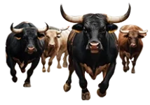 Fiesta de San Fermin toros bulls-222