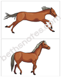 See the Pony Galloping visuals2-bn