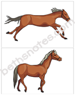 See the Pony Galloping visuals2-bn