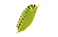 caterpillar larva-1676358_1280 pixabay-300