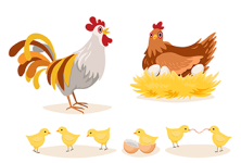 chickens hens roosters-350