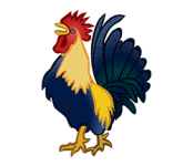 cock rooster-250