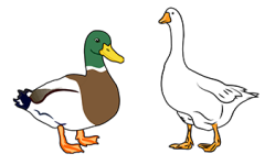 ducks geese-350