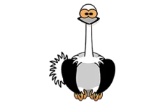 ostrich-300
