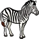 zebra-222